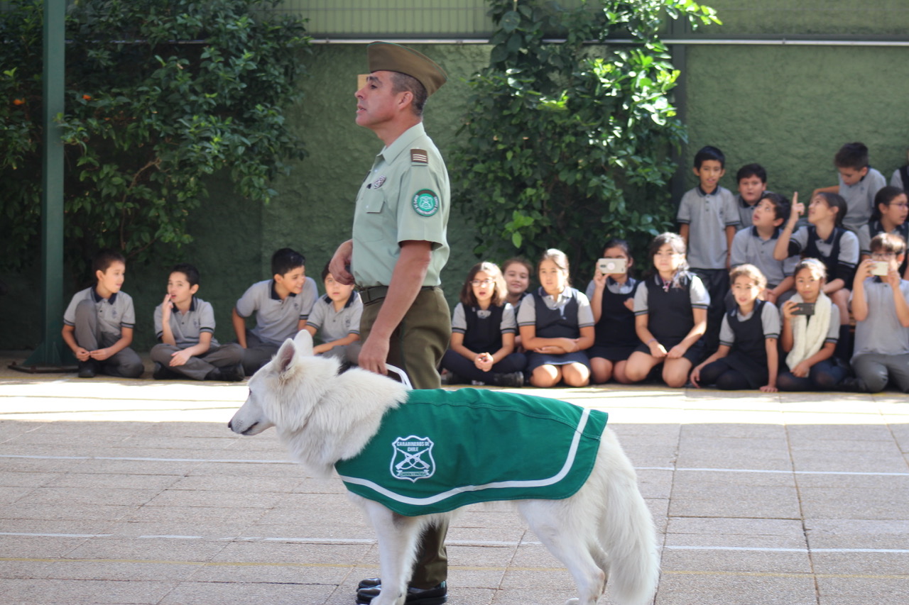 Escuela de Adiestramiento Canino de Carabineros se presenta este jueves en el Colegio Los Jazmines de Melipilla