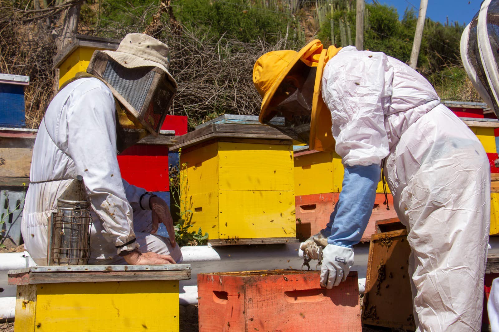 Apicultores no INDAP se capacitan para mejorar su actividad económica