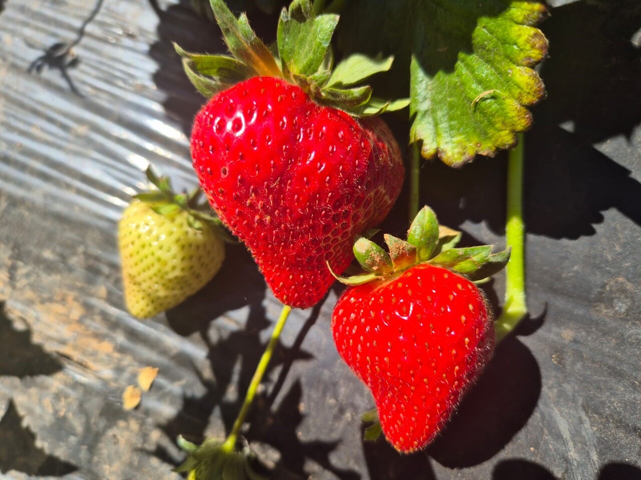 Con seminario internacional lanzan programa Corfo que busca mejorar prácticas de cultivo de frutilleros de San Pedro