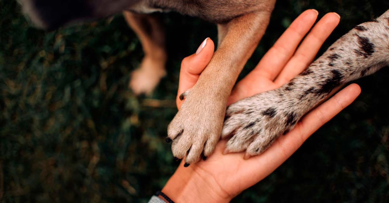 Denuncian brutal caso de maltrato animal en sector Los Jazmines de Melipilla