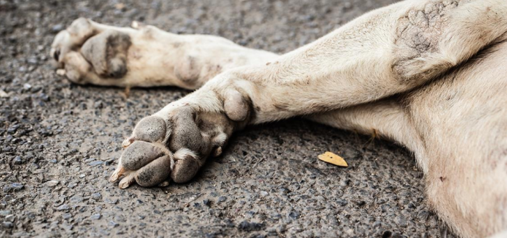 Municipalidad inicia investigación tras atropello de perro comunitario por camión recolector de basura