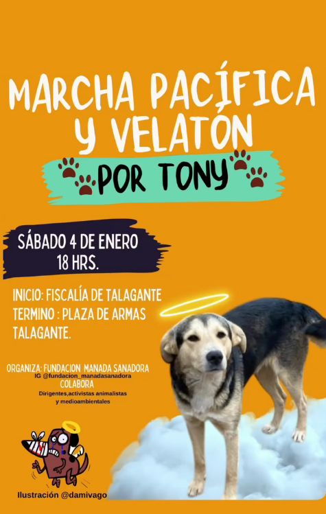 Tras la brutal agresión a un perro en Talagante, este sábado se realizará una marcha contra el maltrato animal