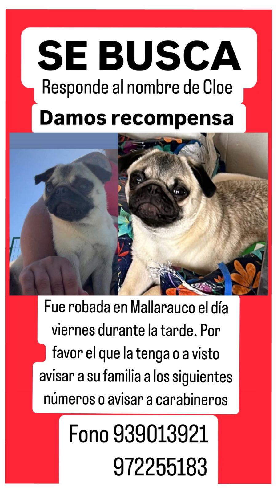 Familia de Mallarauco busca a su perrita que fue robada el viernes