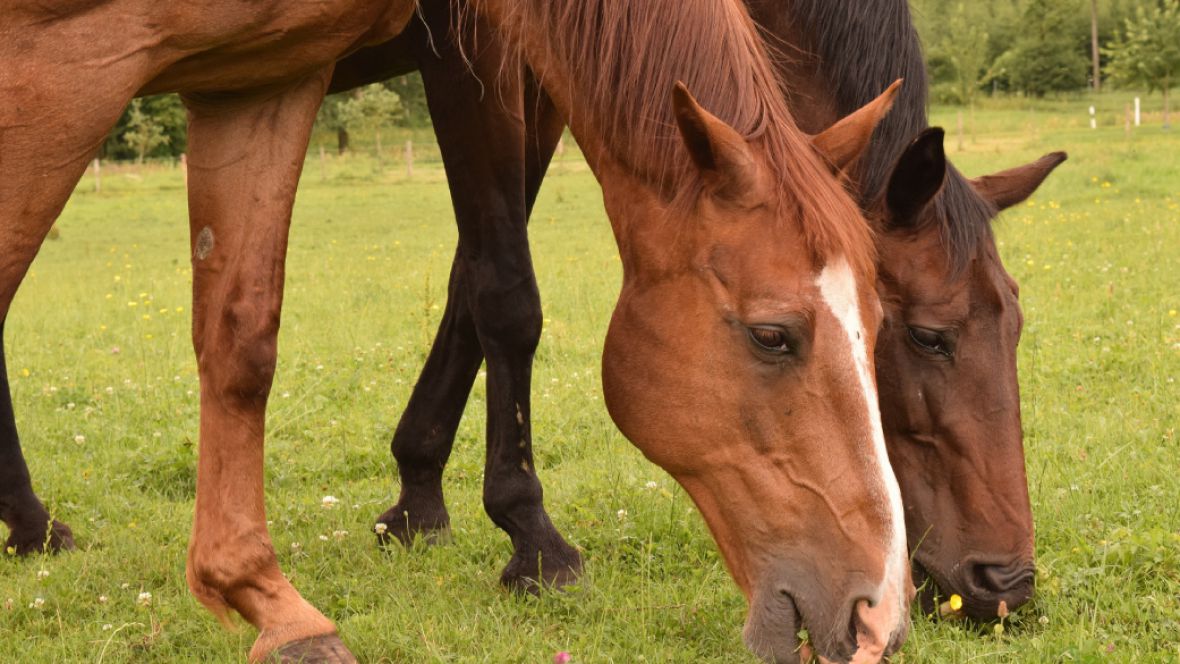 SAG confirma caso de Anemia Infecciosa Equina en comuna de San Pedro