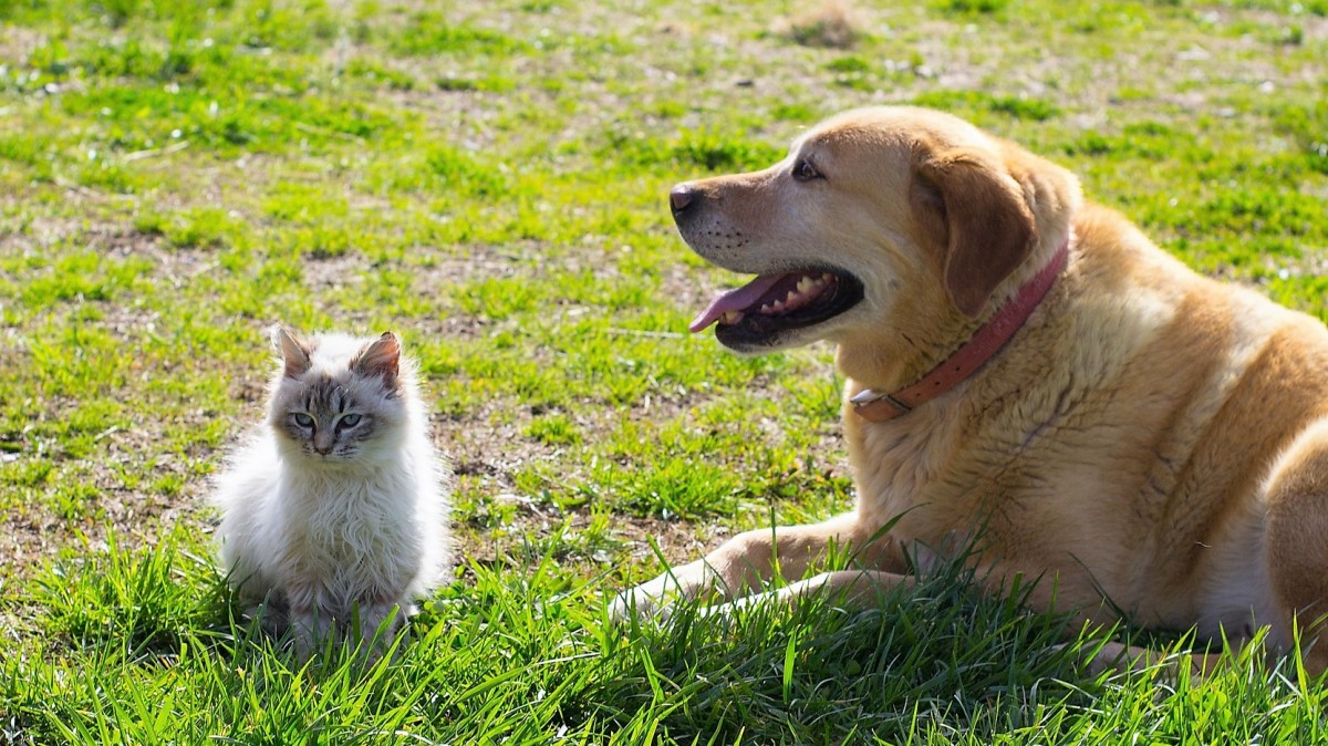 Autoridades de Talagante buscan crear la primera “Defensoría de Mascotas y Animales de Compañía”