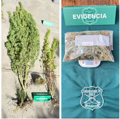 Un detenido por cultivo de marihuana en el Sector El Recreo de Talagante