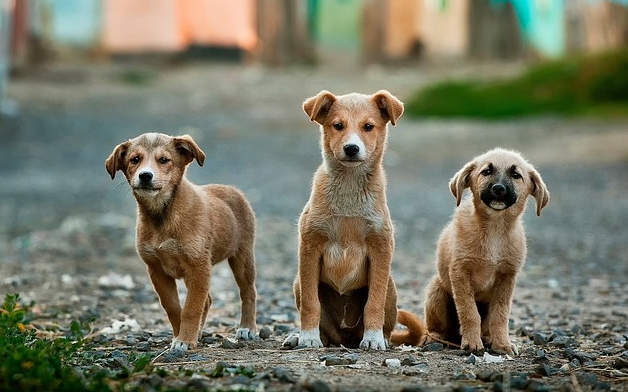 Iniciativa parlamentaria busca endurecer penas por maltrato animal