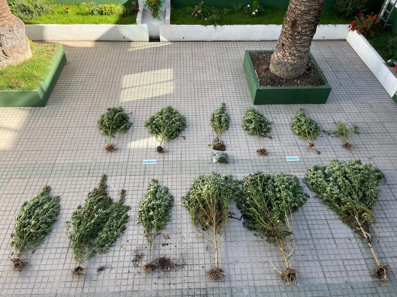 Carabineros realiza importante decomiso de marihuana en Huechún