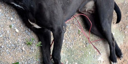 Detenido joven acusado de matar a perrita durante altercado vecinal en Algarrobo