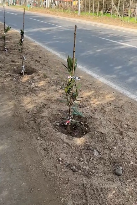 Detienen a sujeto sorprendido robando árboles recién plantados en Villa Alhué