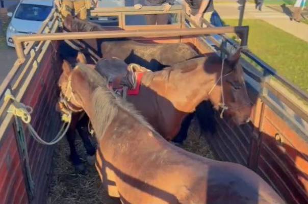 Carabineros investiga dos casos de abigeato en Melipilla