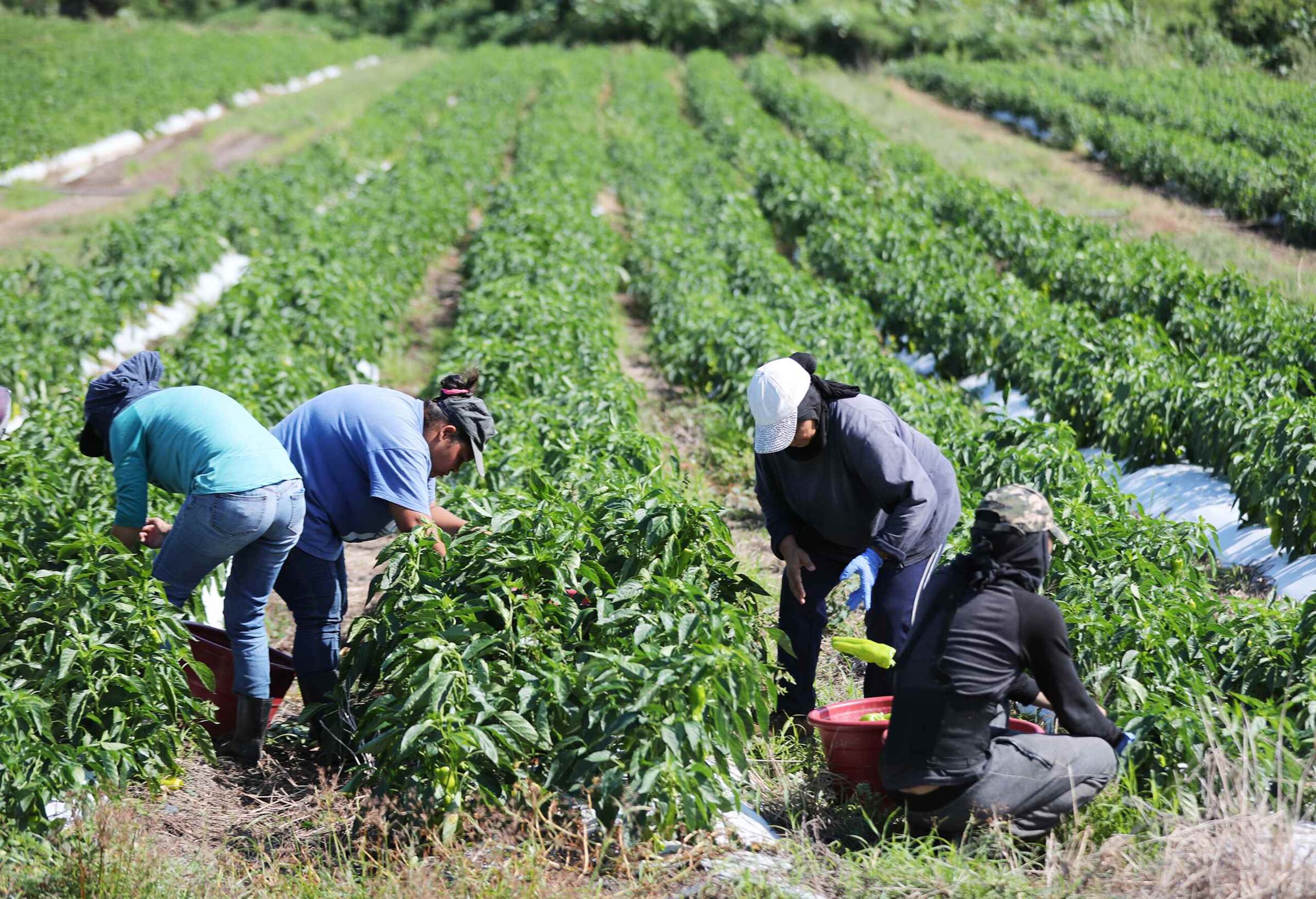 Inician jornadas de capacitación sobre normativa laboral para hombres migrantes en Melipilla