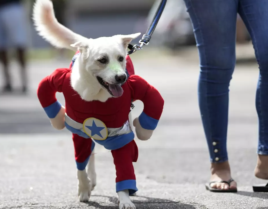 Curacaví organiza desfile de mascotas y operativo veterinario en Plaza Presidente Balmaceda