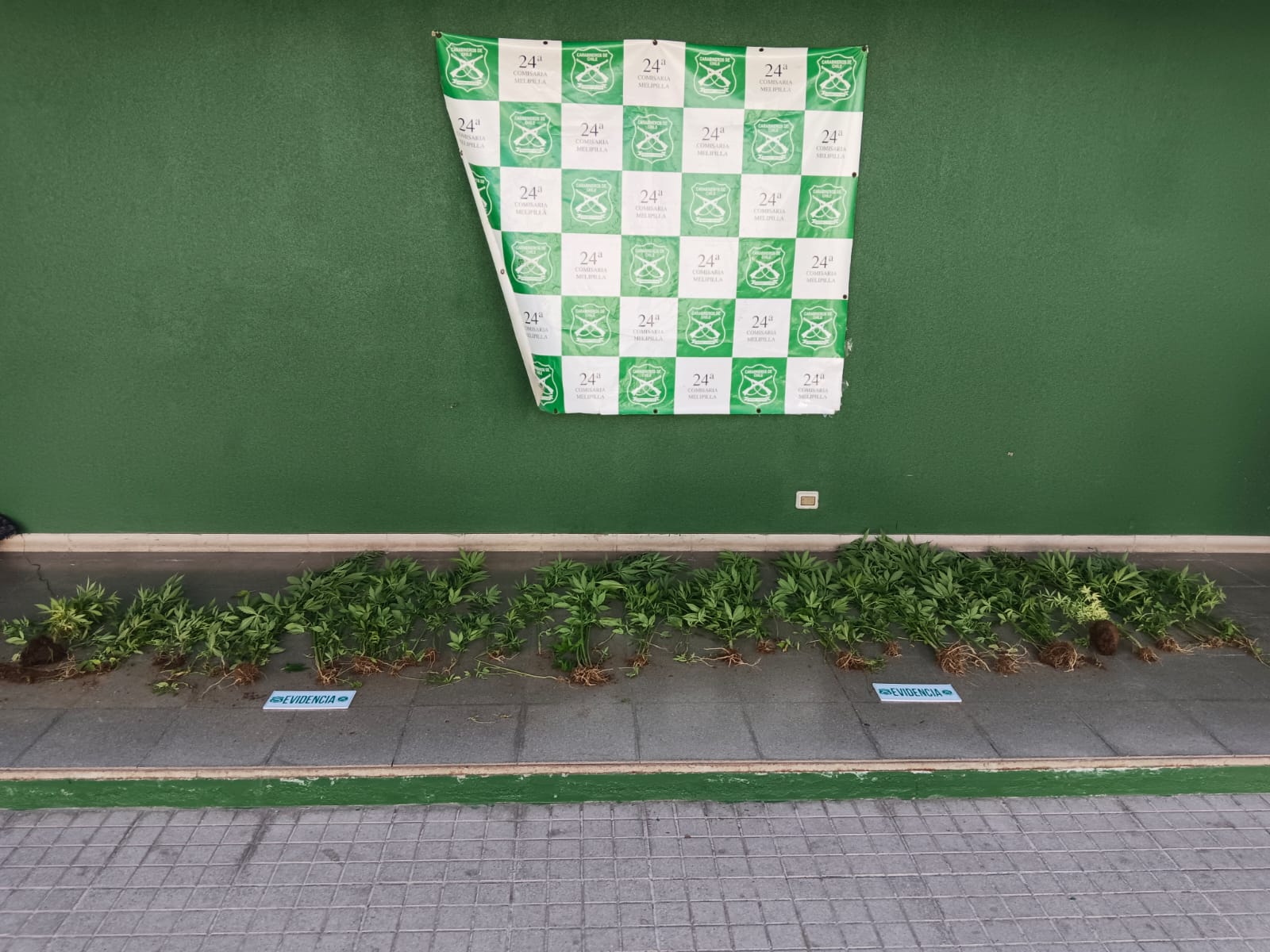 Carabineros de Melipilla incauta 46 plantas de cannabis en inmueble donde residía un menor