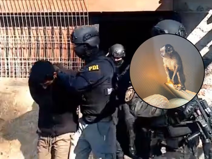 Allanamiento en Melipilla y otras comunas revela presencia de un mono en operativo antidrogas que dejó 10 detenidos
