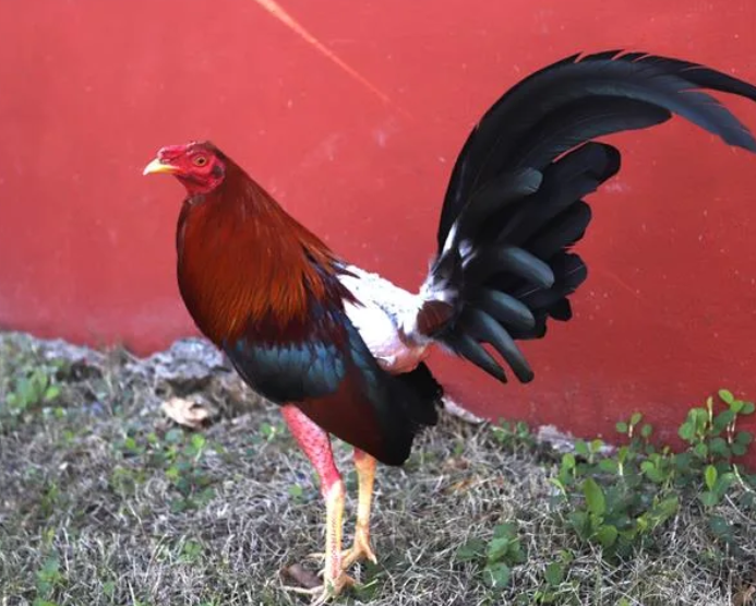 Clausuran criadero clandestino de gallos de pelea en Talagante: dos detenidos y más de 200 aves incautadas