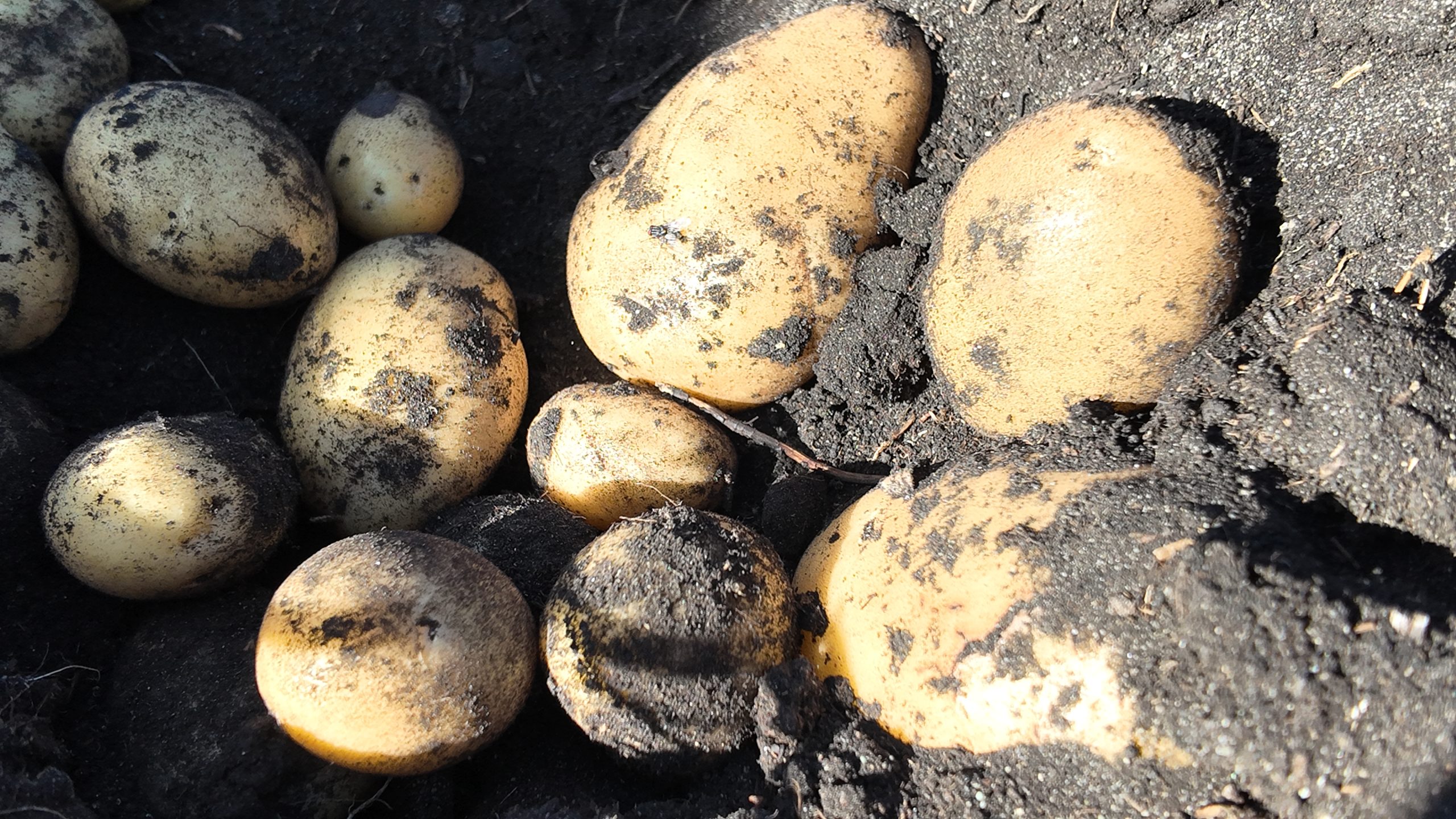 Pulso Agroclimático octubre: expertos alertan por la posible aparición de enfermedades fungicidas en los cultivos   