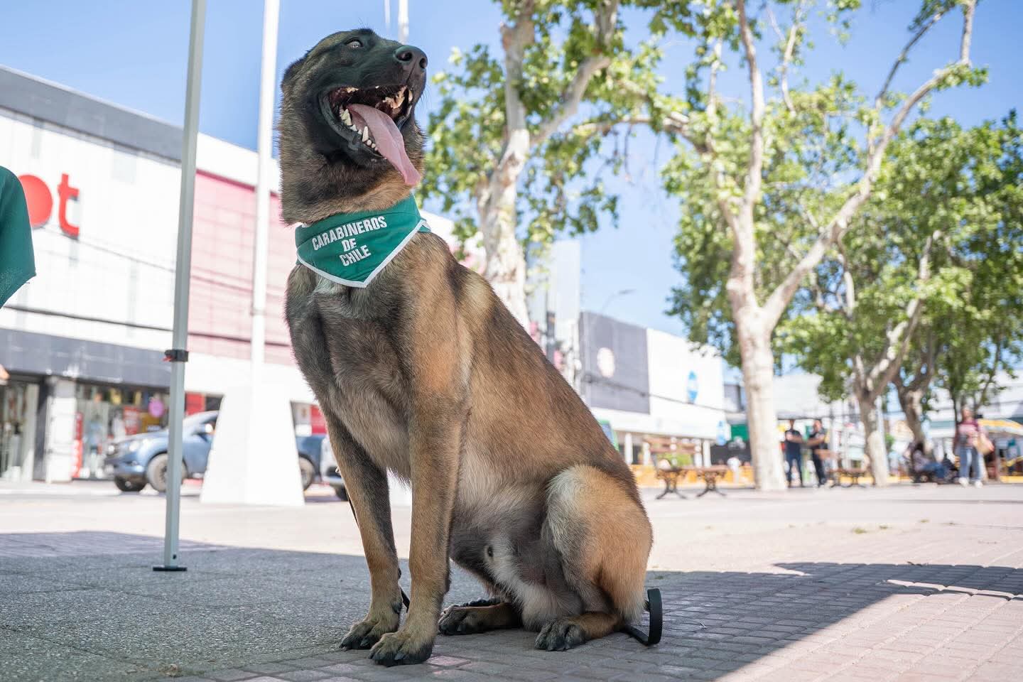 Carabineros de Melipilla incorpora un ejemplar canino a sus filas: “Asgard” patrulla desde hoy las calles