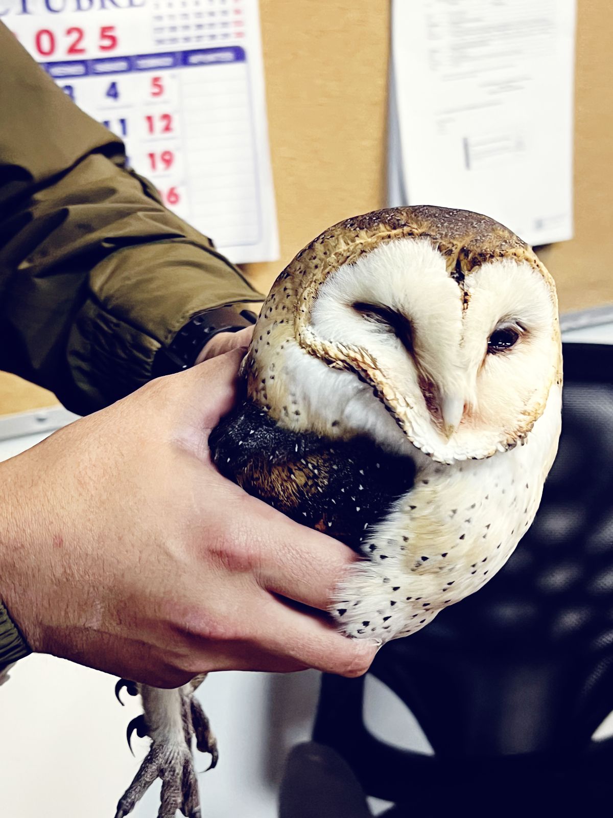 Conductor rescata a lechuza herida en la Ruta G-60 y Carabineros coordina su traslado a centro de rehabilitación