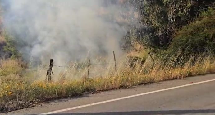 Incendio forestal en sector Puro fue controlado este mediodía