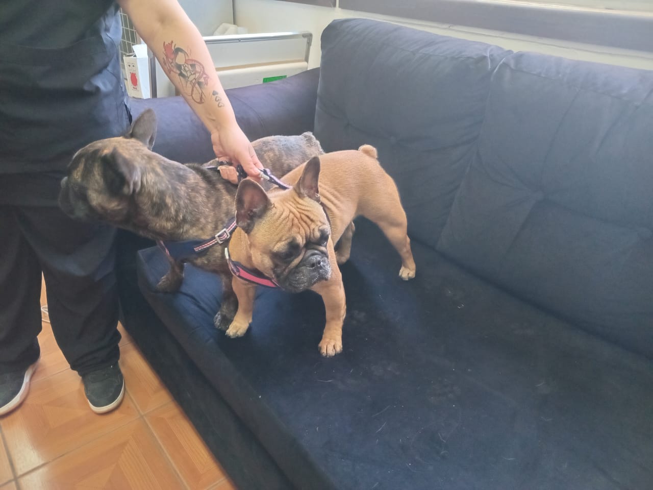 Bulldogs robados en La Florida fueron recuperados en Melipilla tras control en Veterinaria Municipal      