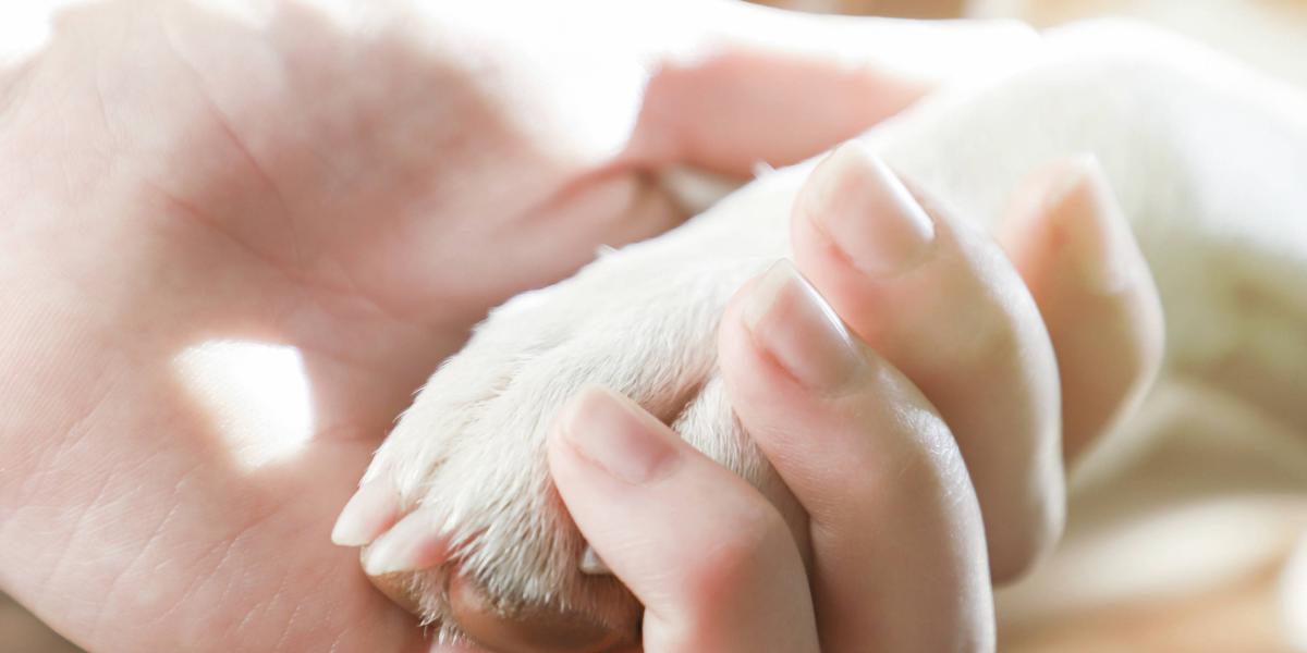 Diputados aprobaron permiso laboral por muerte de mascotas: iniciativa pasa ahora al Senado