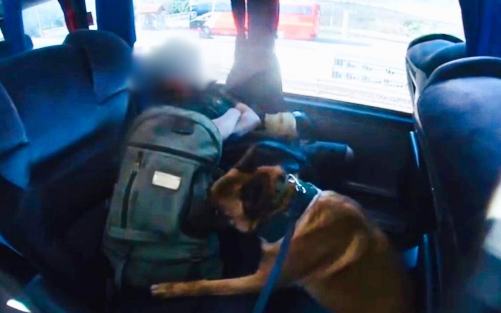Ejemplar canino de Carabineros detecta droga y permite detener a pasajero en bus interprovincial
