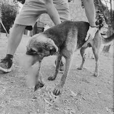 Con veredicto condenatorio termina juicio oral contra hombre por maltrato animal tras atacar a un perro con un machete en Talagante