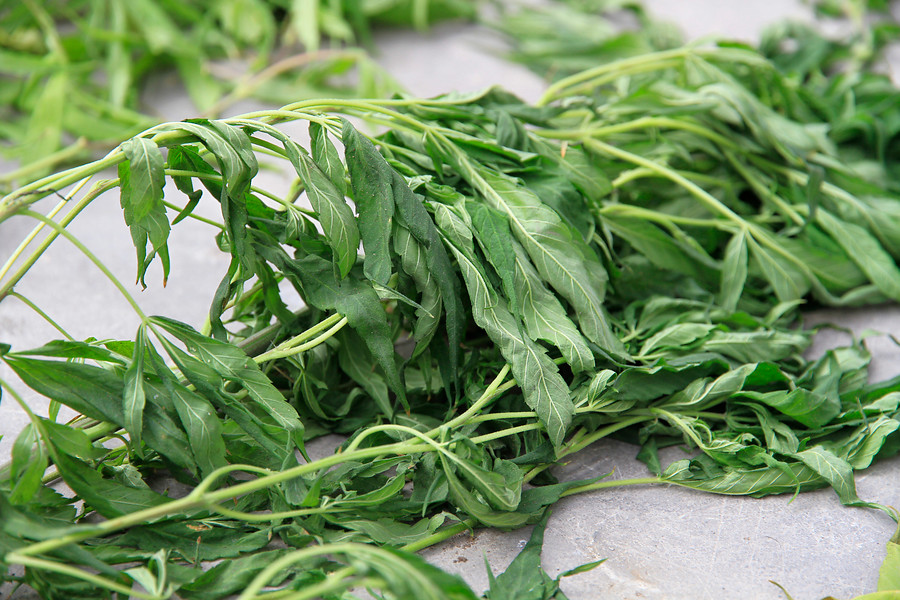 Carabineros decomisa 18 plantas de cannabis en medio de cultivo de maíz en Huechún