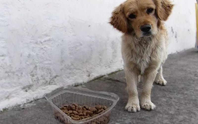 Concejo Municipal de Melipilla destina fondos para alimentación de mascotas abandonadas
