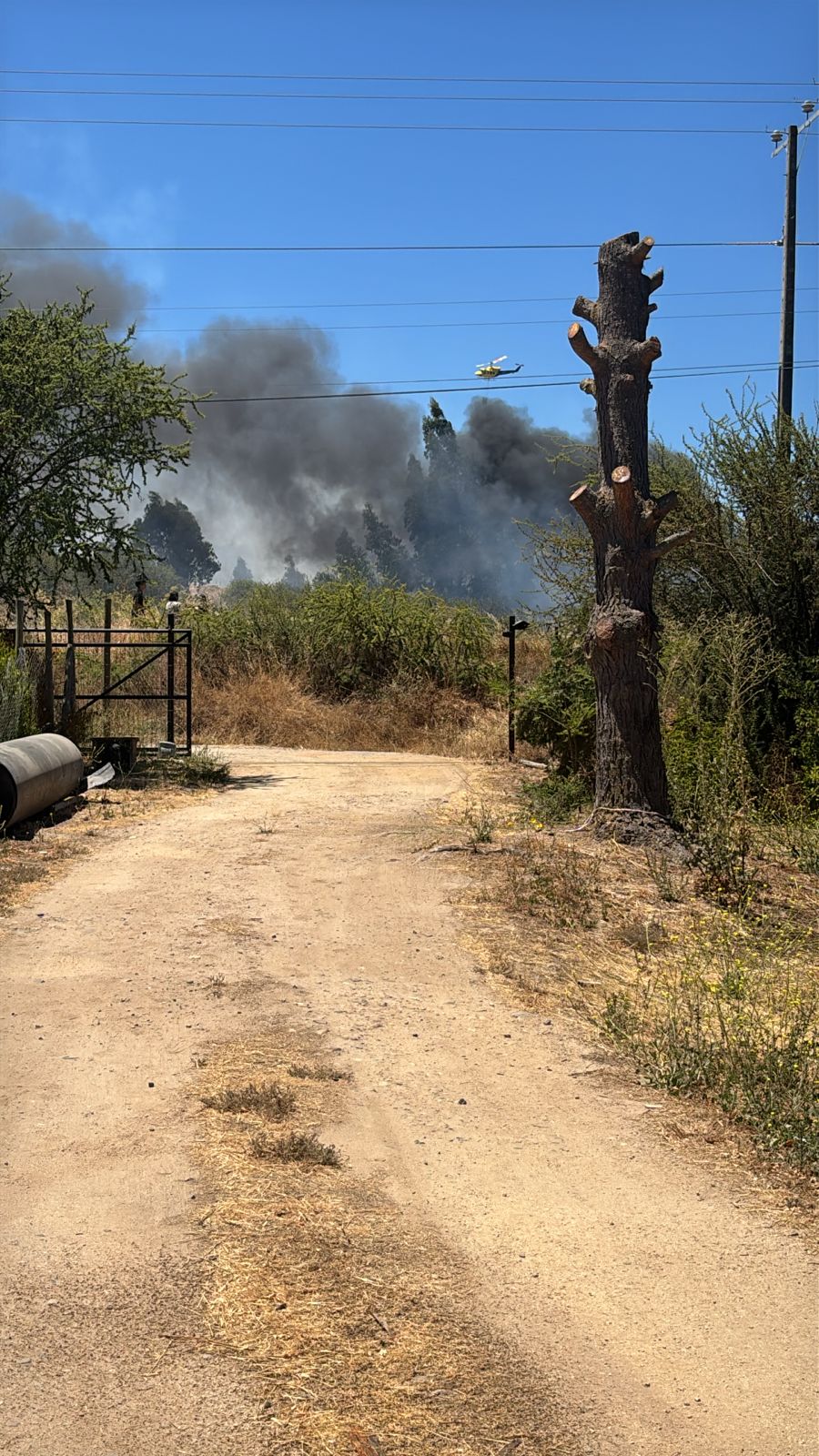 San Pedro: Reportan incendio forestal en sector Loica Arriba