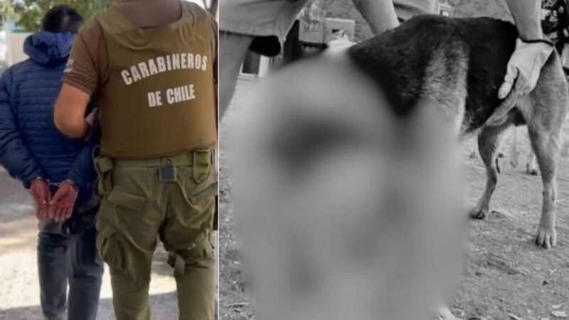 Tribunal de Talagante formaliza condena por maltrato animal tras lectura de sentencia por caso del perro Tony