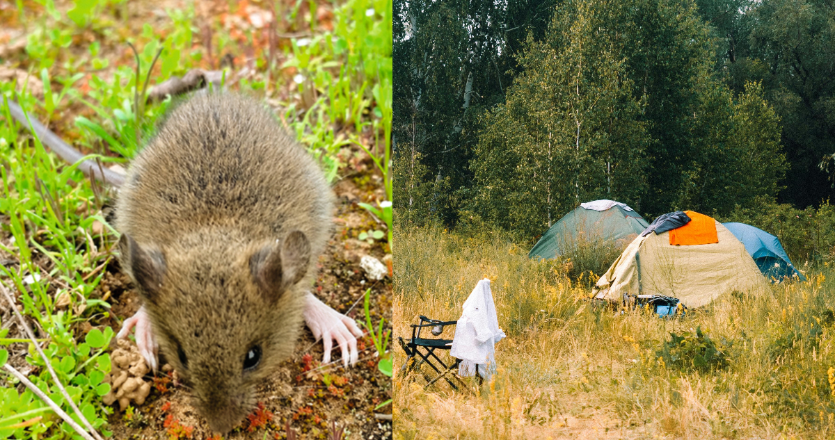 Autoridades de Salud de Melipilla refuerzan medidas de prevención ante aumento de riesgo por Virus Hanta