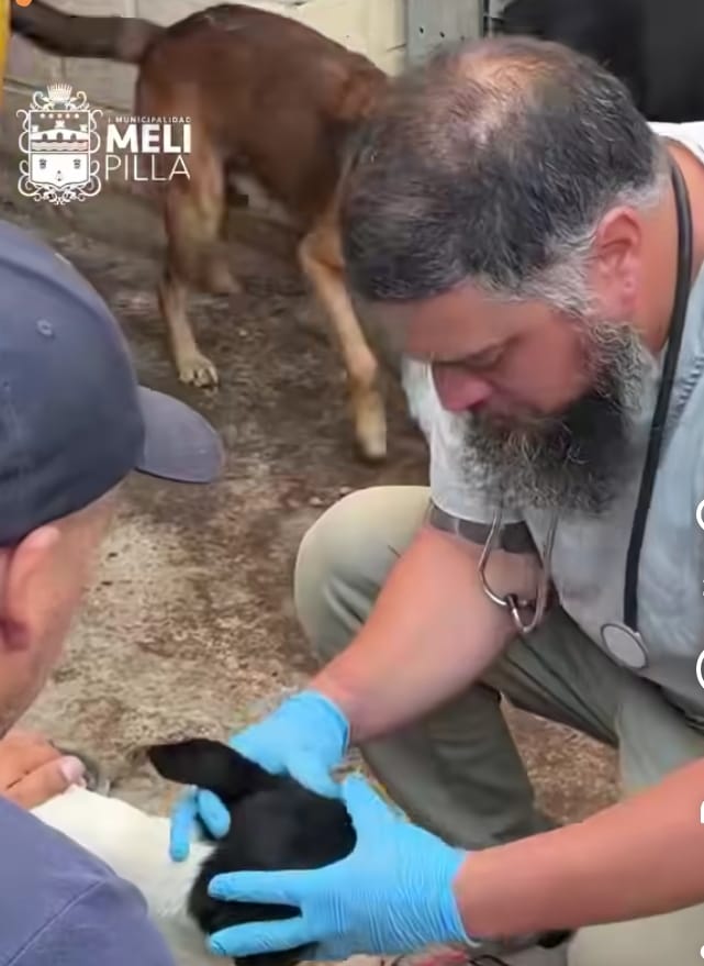 Veterinaria Municipal de Melipilla rescata a cuatro mascotas tras denuncia ciudadana