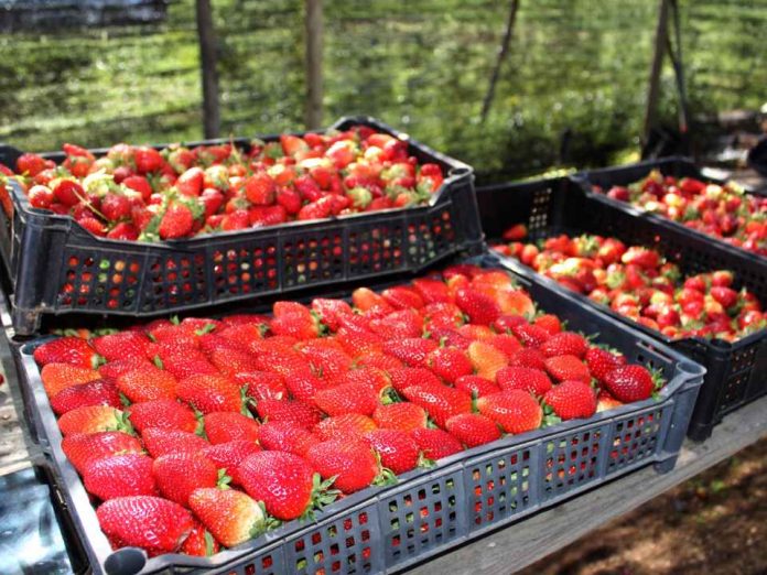 Productores de San Pedro prueban con éxito nueva tecnología para conservar frutillas