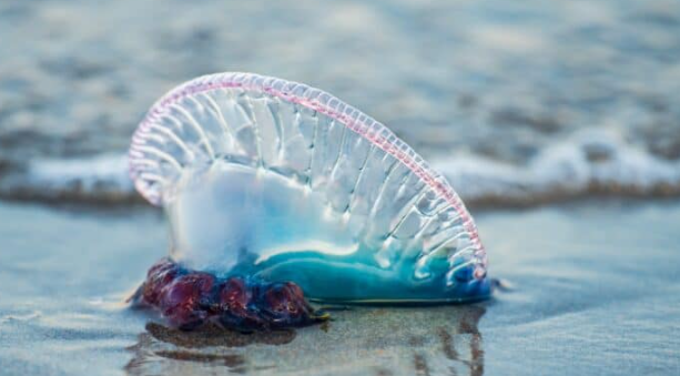 Tres playas de Valparaíso mantienen prohibición por presencia de fragata portuguesa