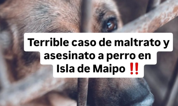 Conmoción en Isla de Maipo: Veterinario municipal y colectivos animalistas se querellan por cruenta muerte de perro
